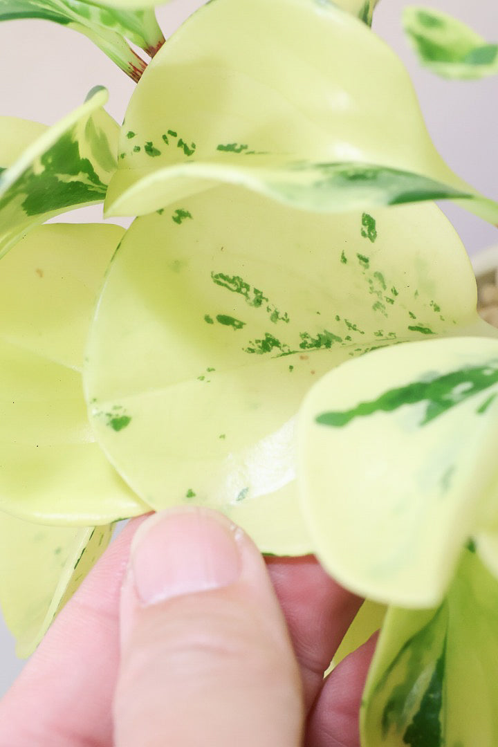 【ペペロミア オブシフォリア】ほぼ黄色！かわいい斑入り模様です。特別に葉がキレイなものを選りすぐってきました！