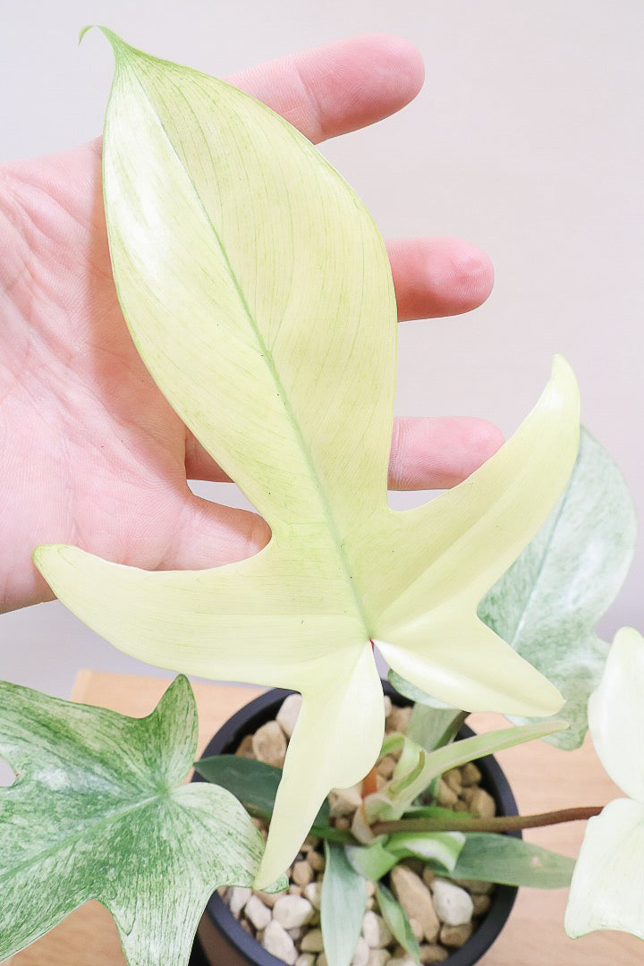 【フィロデンドロン フロリダゴーストミント】限定1鉢だけ！軽量で扱いやすいプラスチック鉢です！ここまで真っ白な葉は希少です！