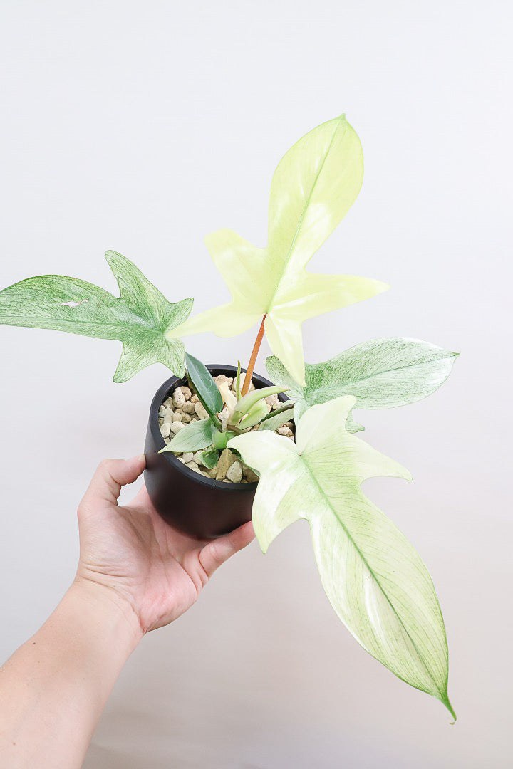 【フィロデンドロン フロリダゴーストミント】限定1鉢だけ！軽量で扱いやすいプラスチック鉢です！ここまで真っ白な葉は希少です！