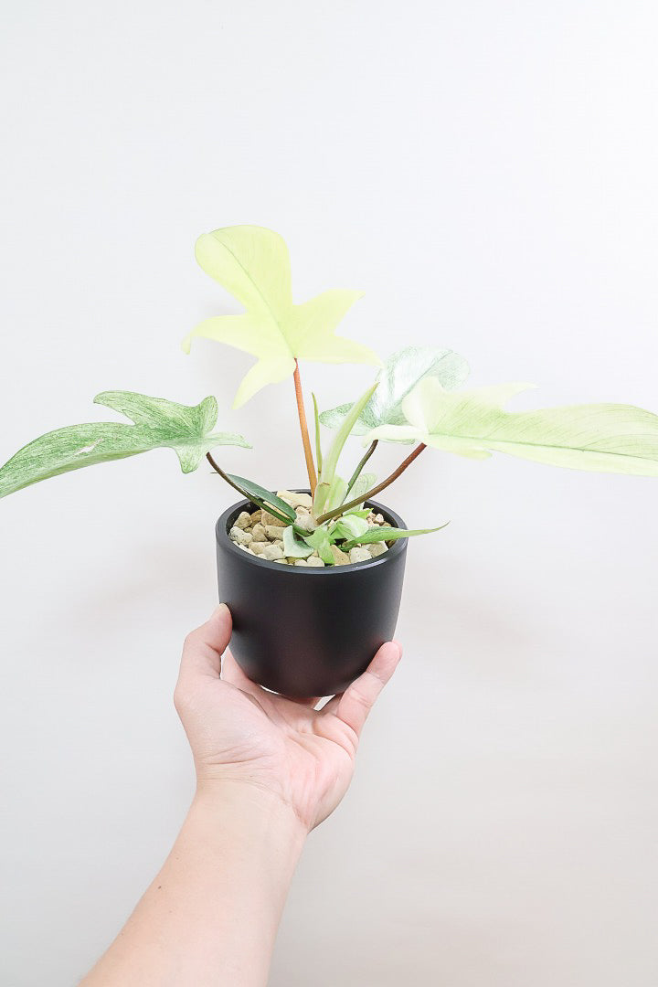 【フィロデンドロン フロリダゴーストミント】限定1鉢だけ！軽量で扱いやすいプラスチック鉢です！ここまで真っ白な葉は希少です！