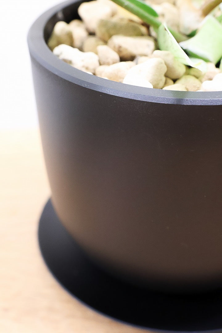 【フィロデンドロン フロリダゴーストミント】限定1鉢だけ！軽量で扱いやすいプラスチック鉢です！ここまで真っ白な葉は希少です！