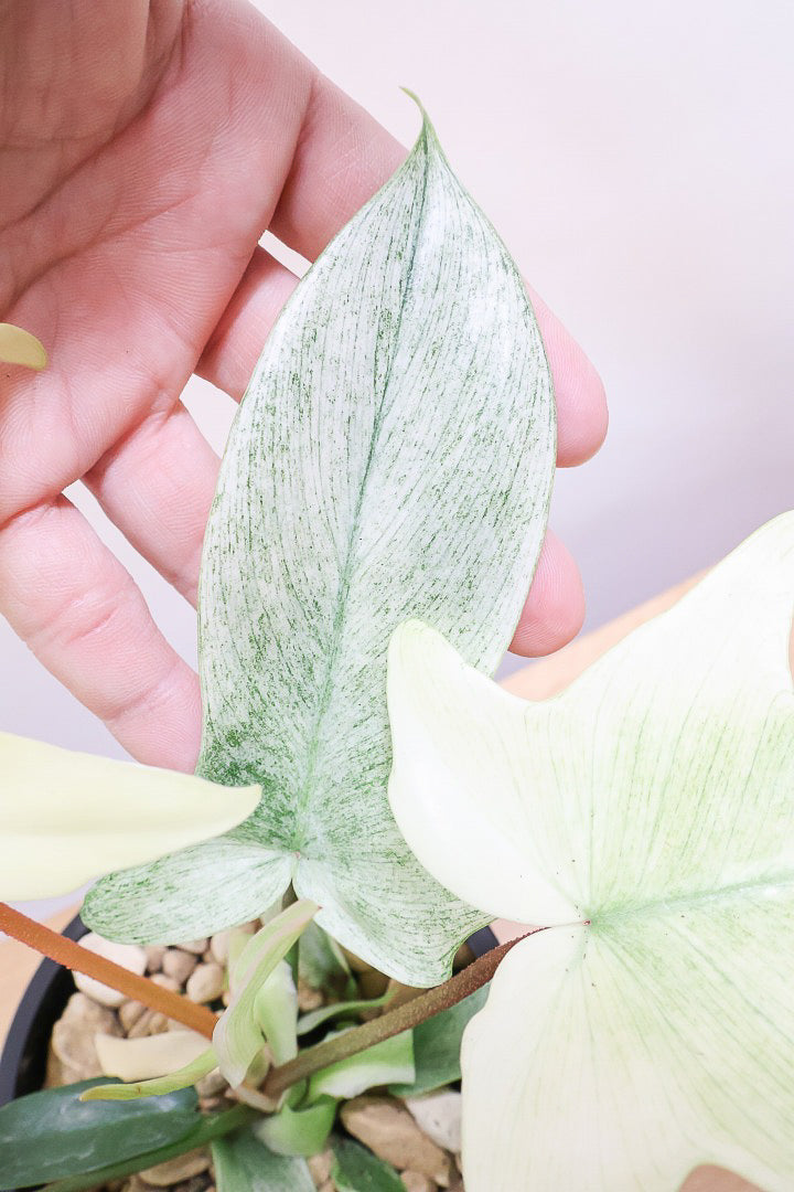 【フィロデンドロン フロリダゴーストミント】限定1鉢だけ！軽量で扱いやすいプラスチック鉢です！ここまで真っ白な葉は希少です！