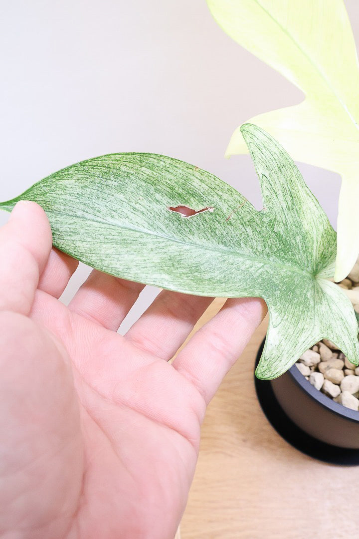 【フィロデンドロン フロリダゴーストミント】限定1鉢だけ！軽量で扱いやすいプラスチック鉢です！ここまで真っ白な葉は希少です！