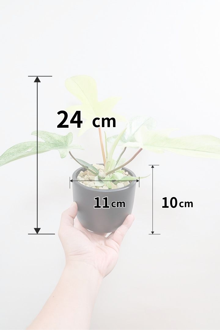 【フィロデンドロン フロリダゴーストミント】限定1鉢だけ！軽量で扱いやすいプラスチック鉢です！ここまで真っ白な葉は希少です！