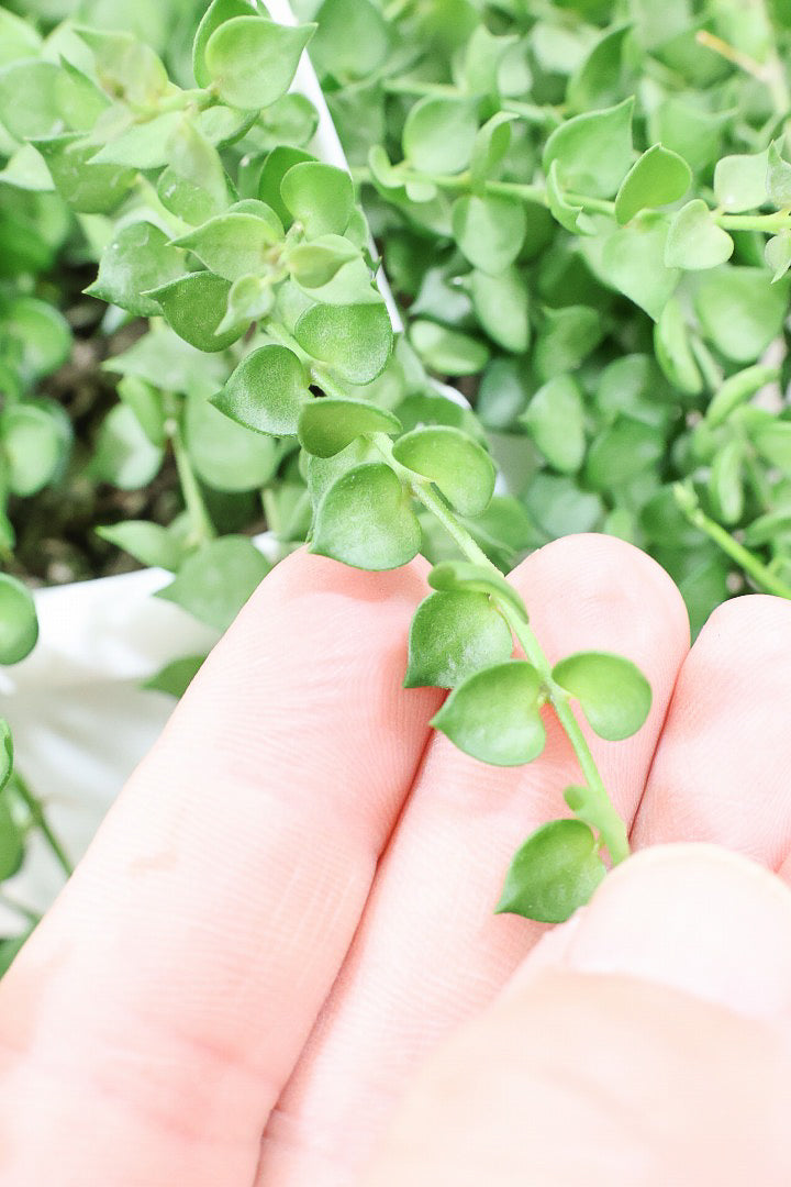 【ディスキディア ミリオンハート】軽くて扱いやすいプラスチック鉢の吊り鉢タイプです!!