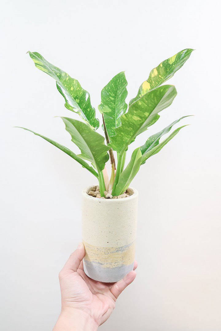 希少なフィロデンドロン・イルセマニーA52