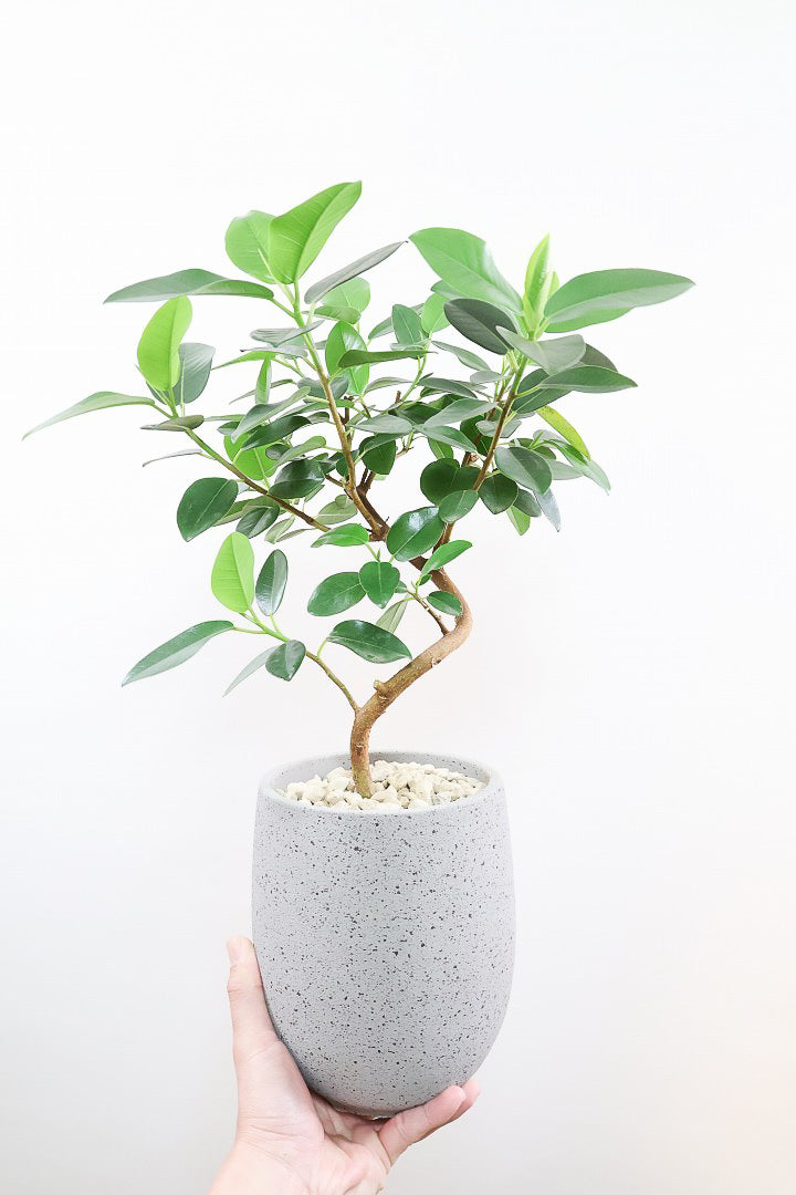 【フランスゴム】スタイリッシュな幹！生産者さんが時間をかけて作り上げたかっこよくカーブした幹がステキ！