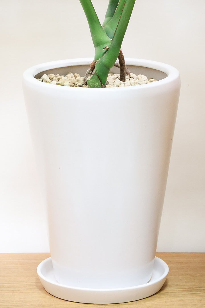 【モンステラ】葉の切れ込みが他とは違う！葉数も多くしっかりと育てられた年季の入ったモンステラです