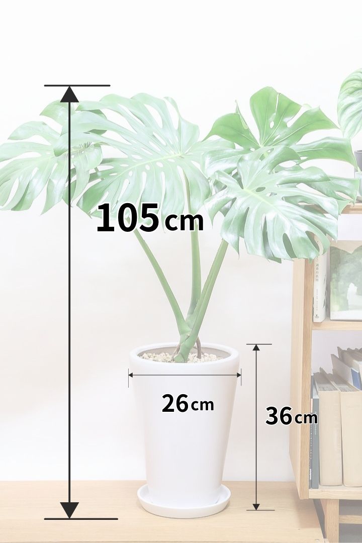 【モンステラ】葉の切れ込みが他とは違う！葉数も多くしっかりと育てられた年季の入ったモンステラです