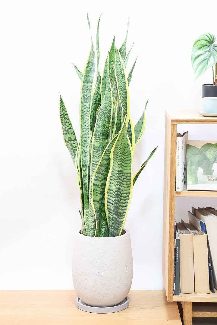 【サンスベリア ローレンティ】ボリュームがある観葉植物。存在感がありますので、贈り物にも人気です!!