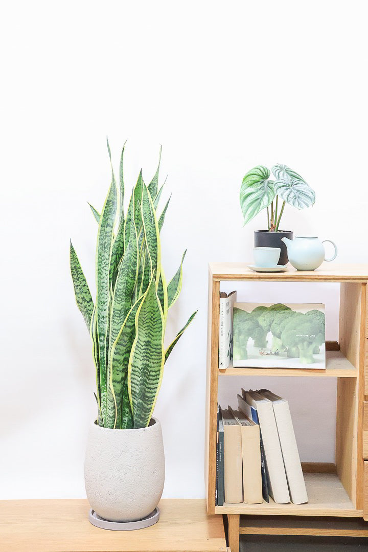 【サンスベリア ローレンティ】ボリュームがある観葉植物。存在感がありますので、贈り物にも人気です!!