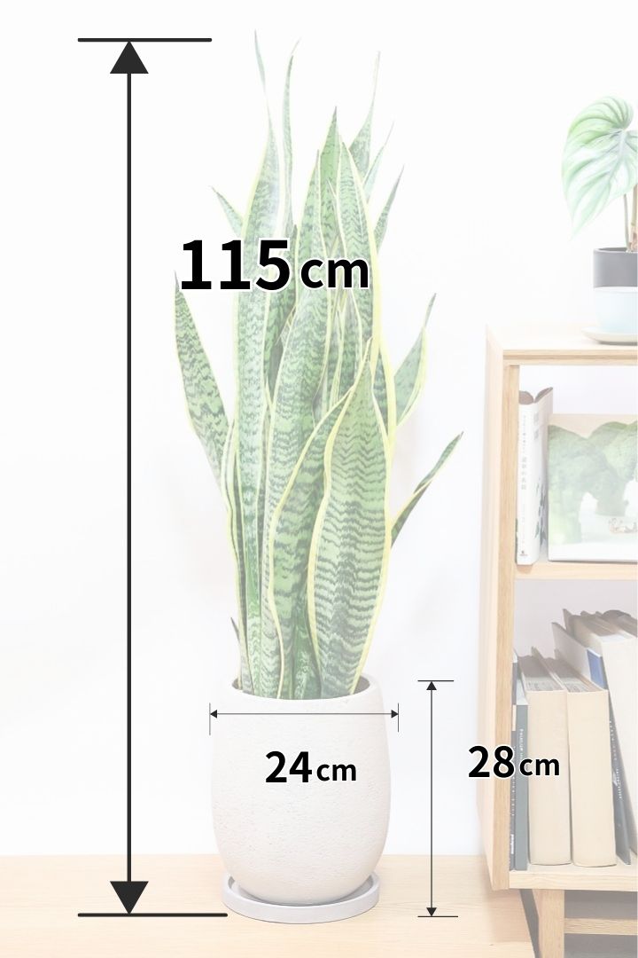 【サンスベリア ローレンティ】ボリュームがある観葉植物。存在感がありますので、贈り物にも人気です!!