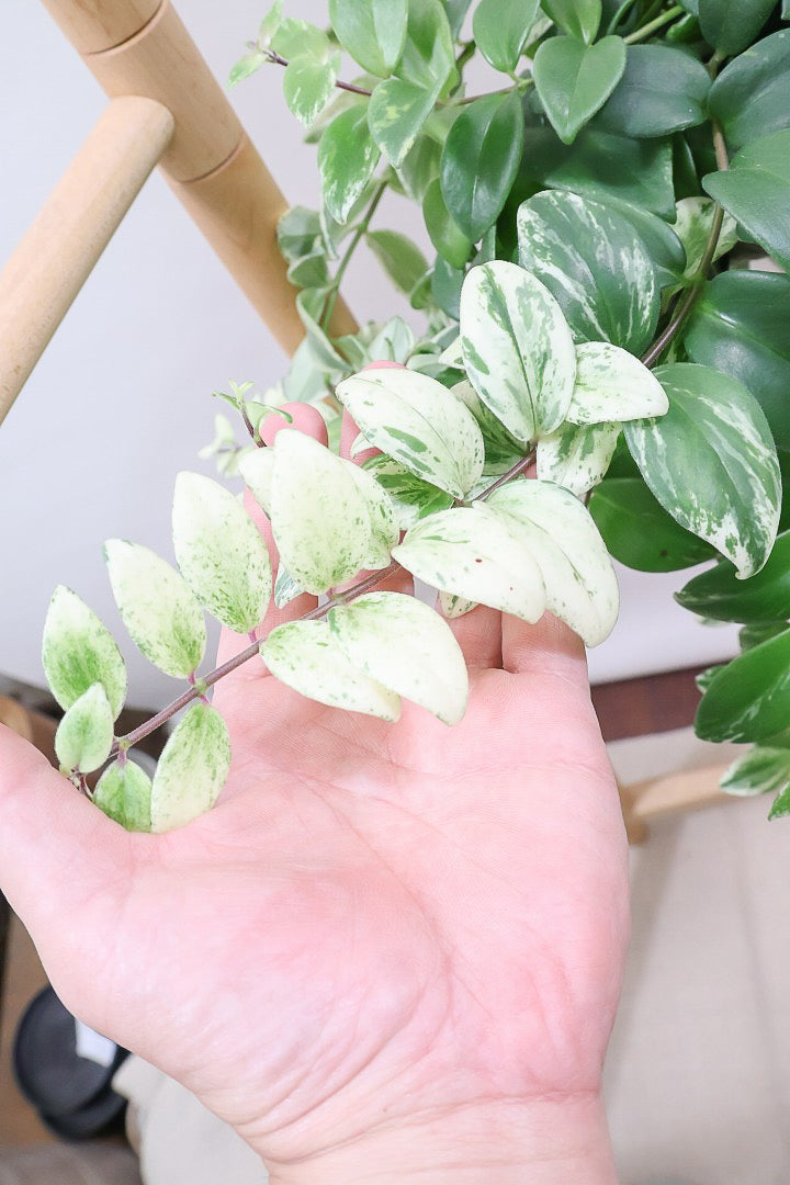 【エスキナンサス ラディカンス バリエガタ】扱いやすいプラスチックの吊鉢！この個体、白斑がまぶしいです！葉の状態もいいのでおすすめ！