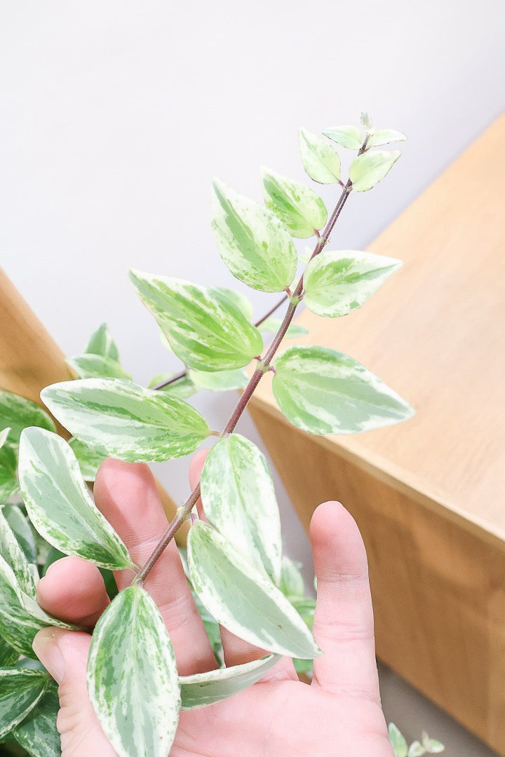 【エスキナンサス ラディカンス バリエガタ】扱いやすいプラスチックの吊鉢！この個体、白斑がまぶしいです！葉の状態もいいのでおすすめ！