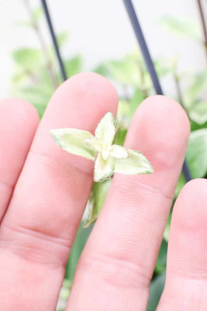 【エスキナンサス ラディカンス バリエガタ】扱いやすいプラスチックの吊鉢！この個体、白斑がまぶしいです！葉の状態もいいのでおすすめ！