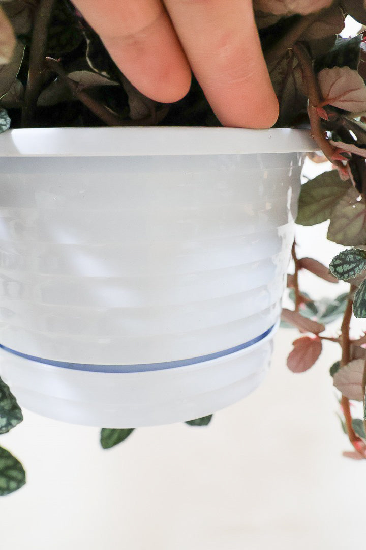 【ペリオニア】軽量で飾りやすいプラスチックの吊り鉢タイプ!愛知県の冨永さんが作った美しい葉です！