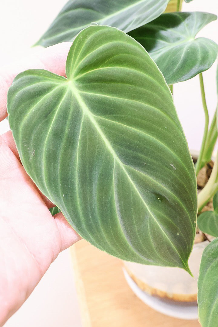 フィロデンドロン グロリアスCW59763| 観葉植物の通信販売 | APEGO 