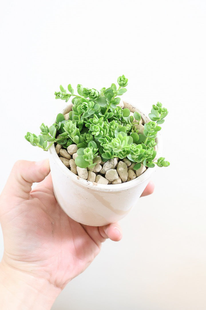 オリーブ A5 現物販売 送料無料 観葉植物 贈り物 プレゼント 萌え オリーブ A5 現物販売 送料無料 観葉植物 贈り物 プレゼント 萌え