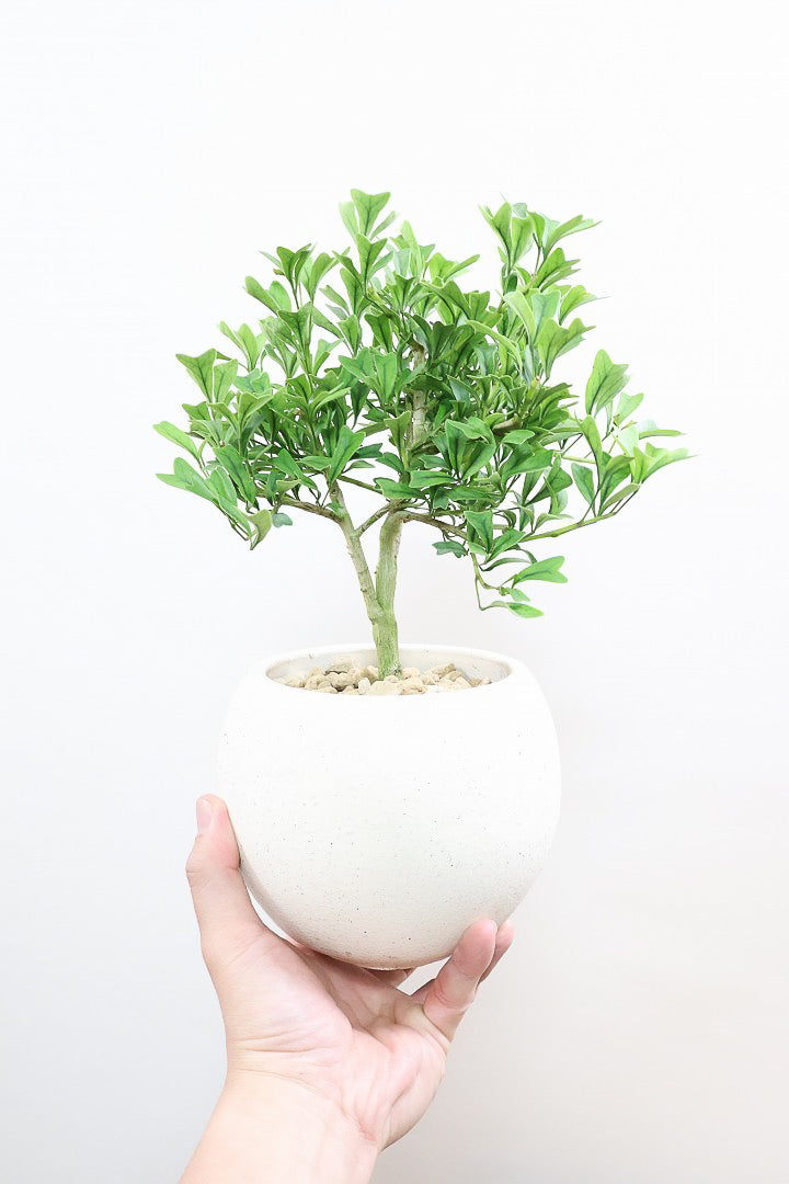 ヒカゲヘゴ 苗木 6号ポット レア観葉植物 風水 古代植物 沖縄県産