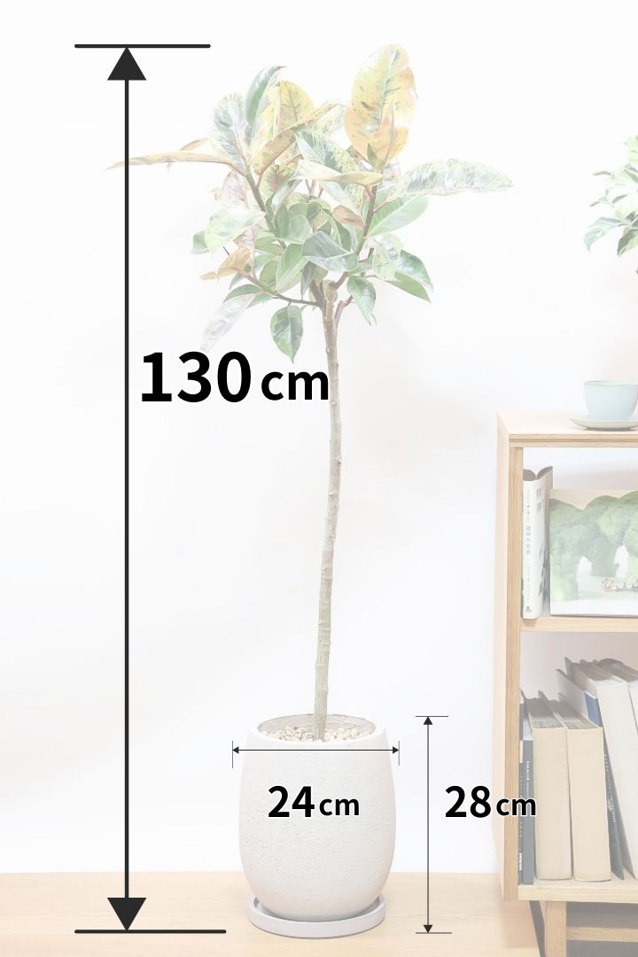 【フィカス ジン】ここまで大きいタイプは希少です！2025年で初めて入荷しました！
