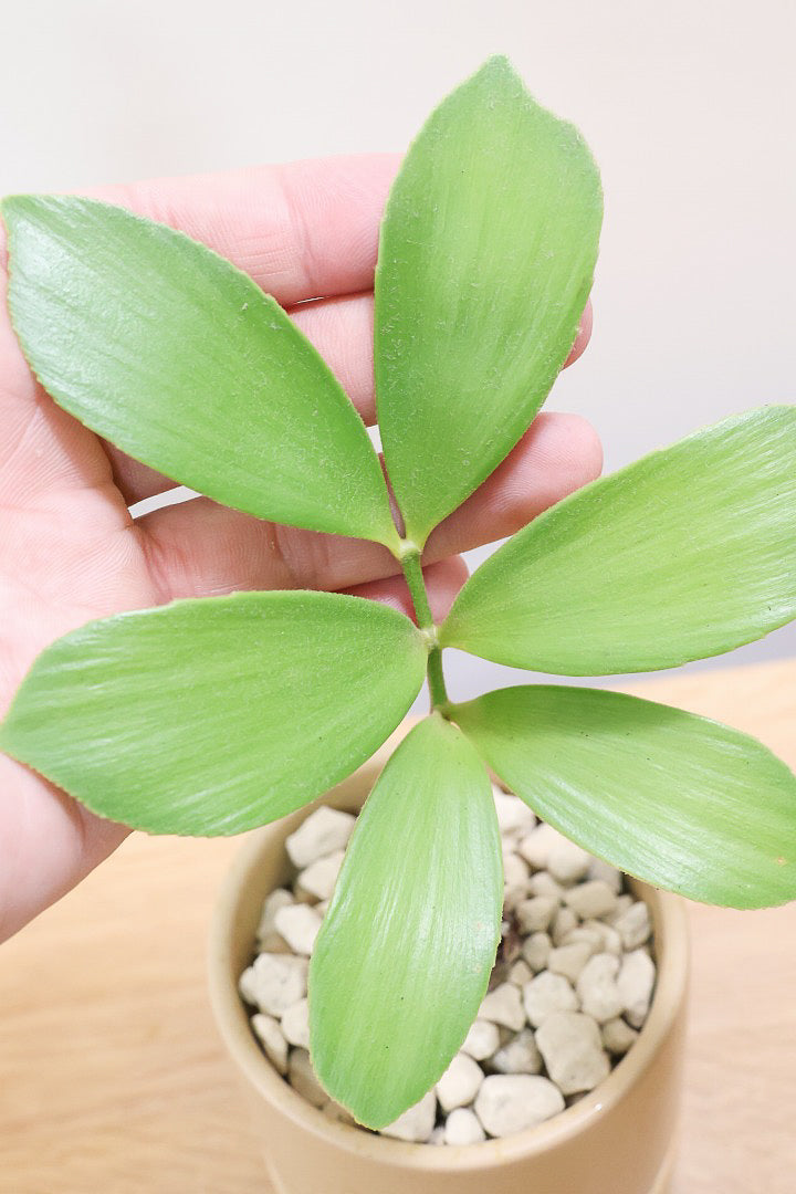 【ザミア フルフラケア】かわいいミニサイズ！ギュッとした個性的なフォルムが特徴の希少な観葉植物!！