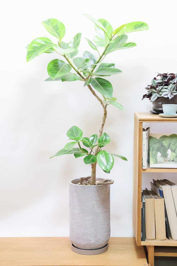 送料無料】風水におすすめの観葉植物 | 観葉植物の通信販売
