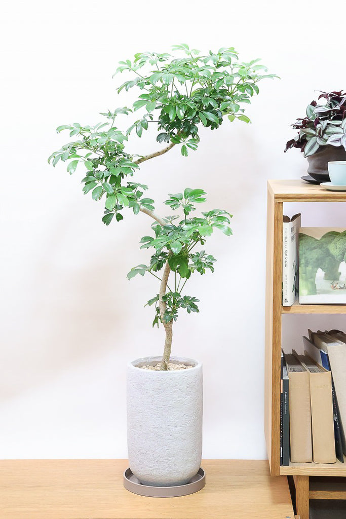 シェフレラ レナータIV59799| 観葉植物の通信販売 | APEGO(アペーゴ)