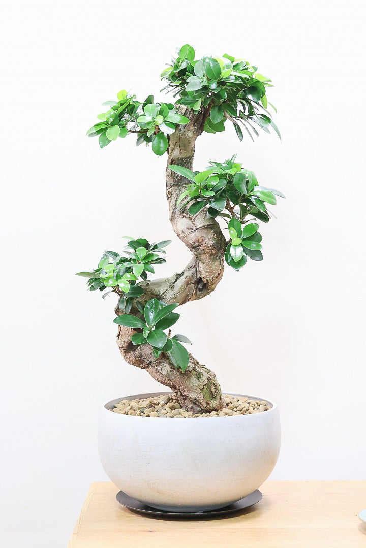 送料無料】風水におすすめの観葉植物 | 観葉植物の通信販売