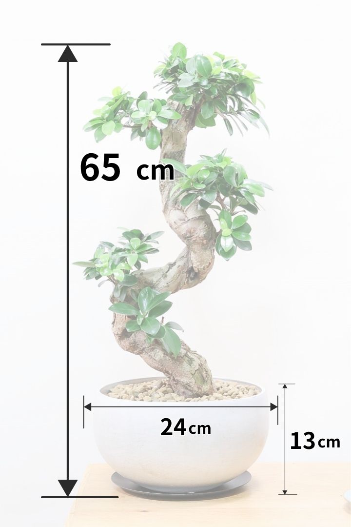 ガジュマルCO59809| 観葉植物の通信販売 | APEGO(アペーゴ)