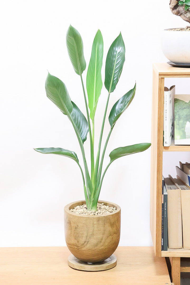 【ストレチア レギネ】人気の木製のPOT。とても丈夫な観葉植物です！スリムでスタイリッシュなのでおすすめ！