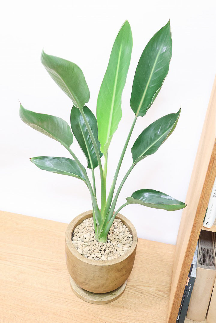 【ストレチア レギネ】人気の木製のPOT。とても丈夫な観葉植物です！スリムでスタイリッシュなのでおすすめ！