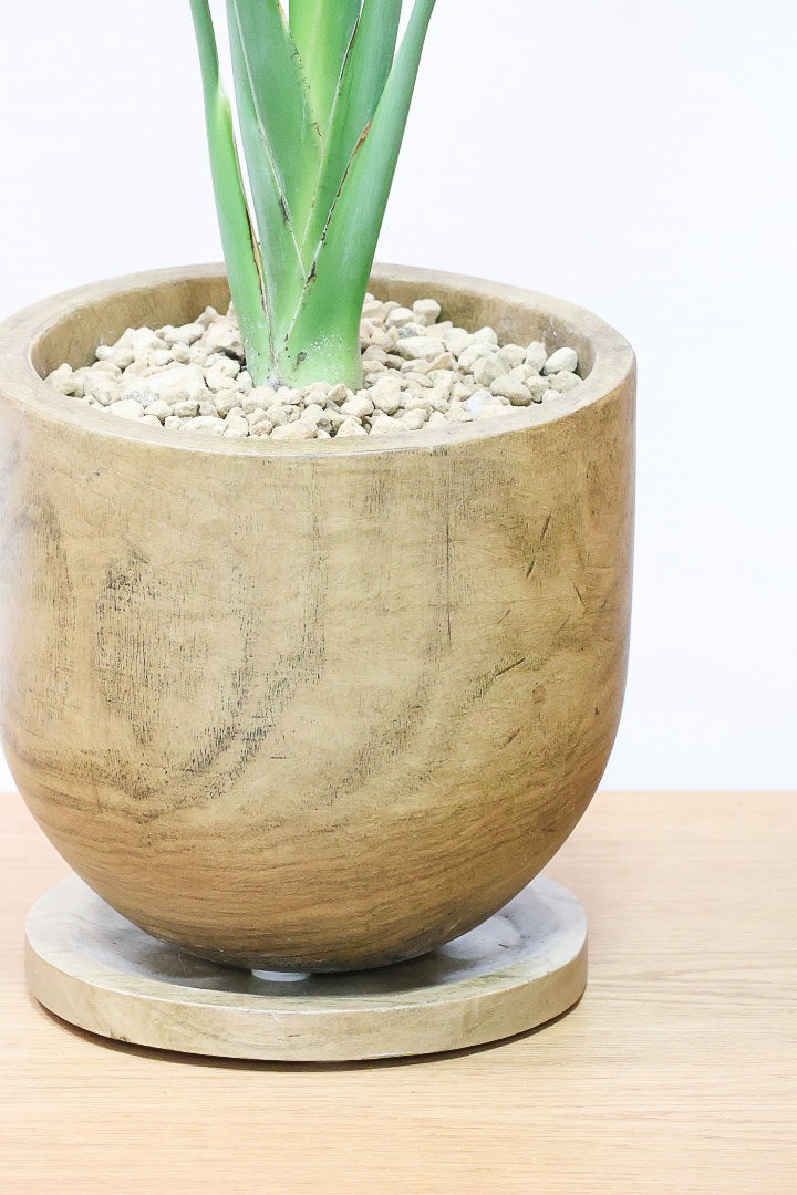 【ストレチア レギネ】人気の木製のPOT。とても丈夫な観葉植物です！スリムでスタイリッシュなのでおすすめ！