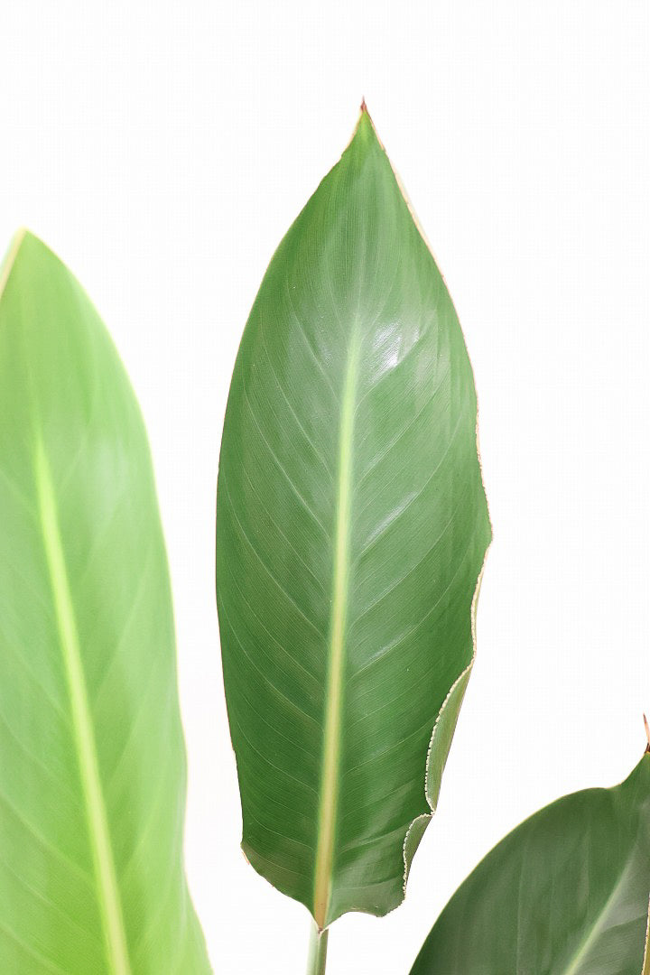【ストレチア レギネ】人気の木製のPOT。とても丈夫な観葉植物です！スリムでスタイリッシュなのでおすすめ！