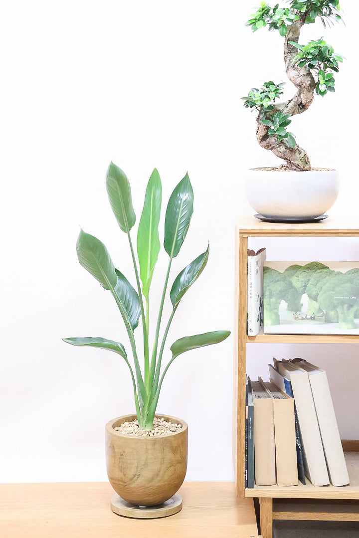 【ストレチア レギネ】人気の木製のPOT。とても丈夫な観葉植物です！スリムでスタイリッシュなのでおすすめ！