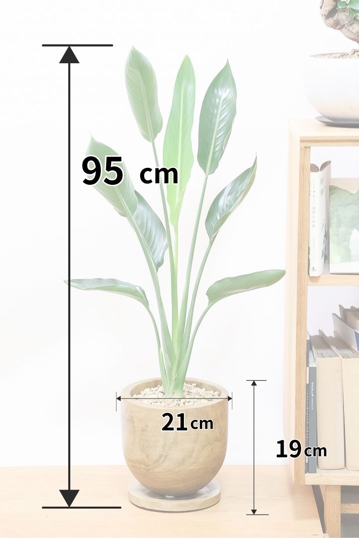 【ストレチア レギネ】人気の木製のPOT。とても丈夫な観葉植物です！スリムでスタイリッシュなのでおすすめ！