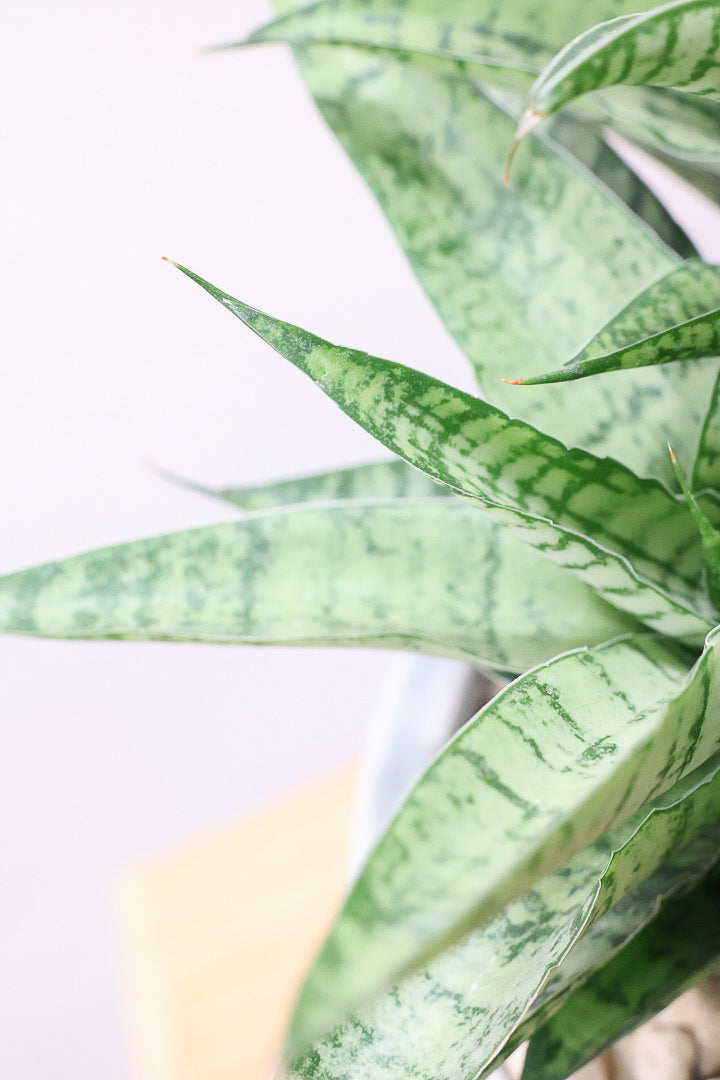 サンスベリア ハイブリッドW60415| 観葉植物の通信販売 | APEGO(アペーゴ)