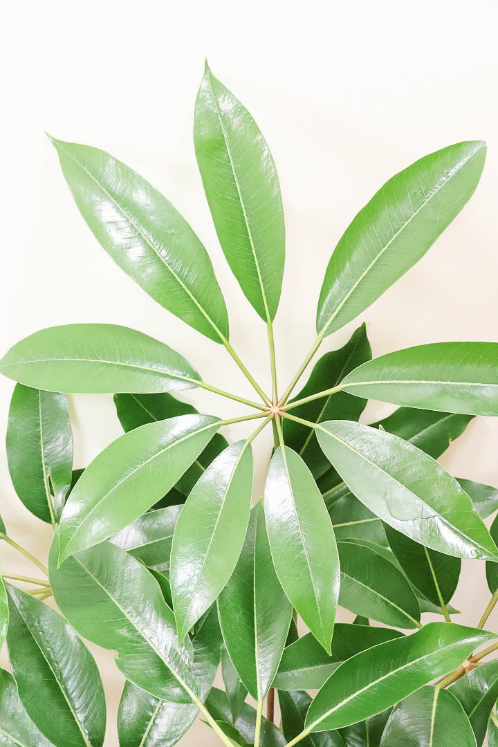 【チュピタンサス】スタイリッシュなPOT！沖縄で育てられた存在感のある樹形！この樹形はなかなか出会えませんよ！