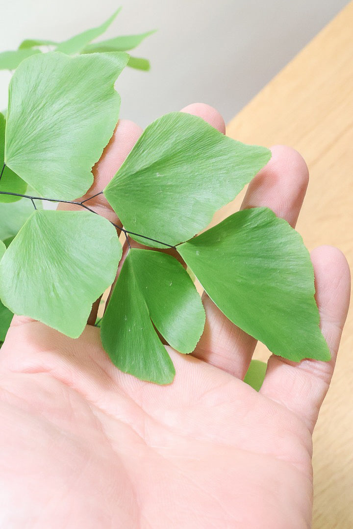 【アジアンタム ペルビアナム】アジアンタムの中で最も大きな葉っぱ！めったに入荷しないのでぜひ！