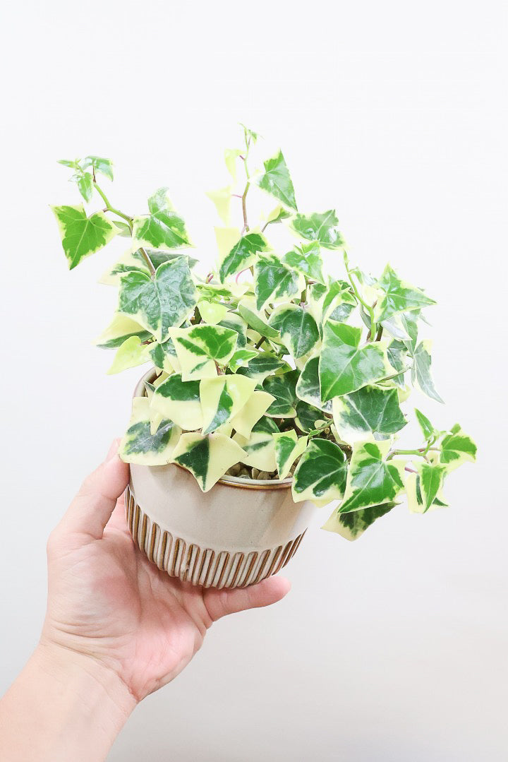 送料無料】風水におすすめの観葉植物 | 観葉植物の通信販売