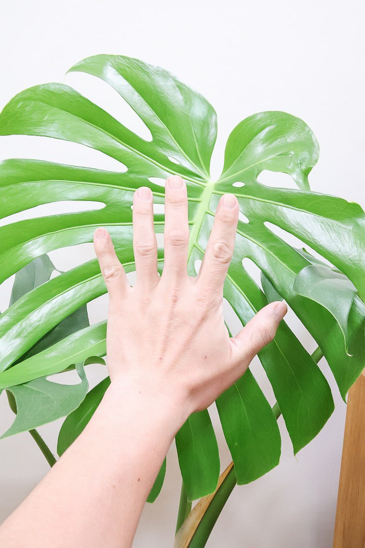 【モンステラ】この葉っぱ、めっちゃ良いです！愛知県のモンステラ名人の生産者さんが手がけた逸品です！