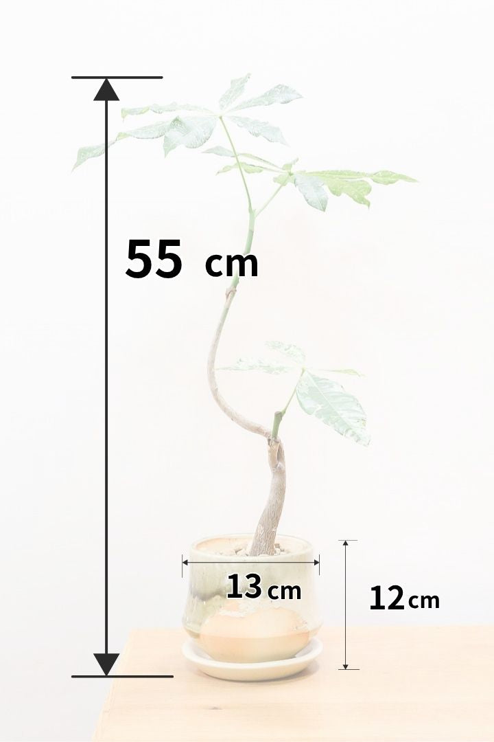 パキラ ミルキーウェイ13