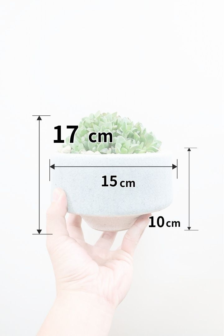 【ハオルチア バルバ】群生の硬葉タイプです！めったに入荷しない品種ですのでこの機会にぜひ！