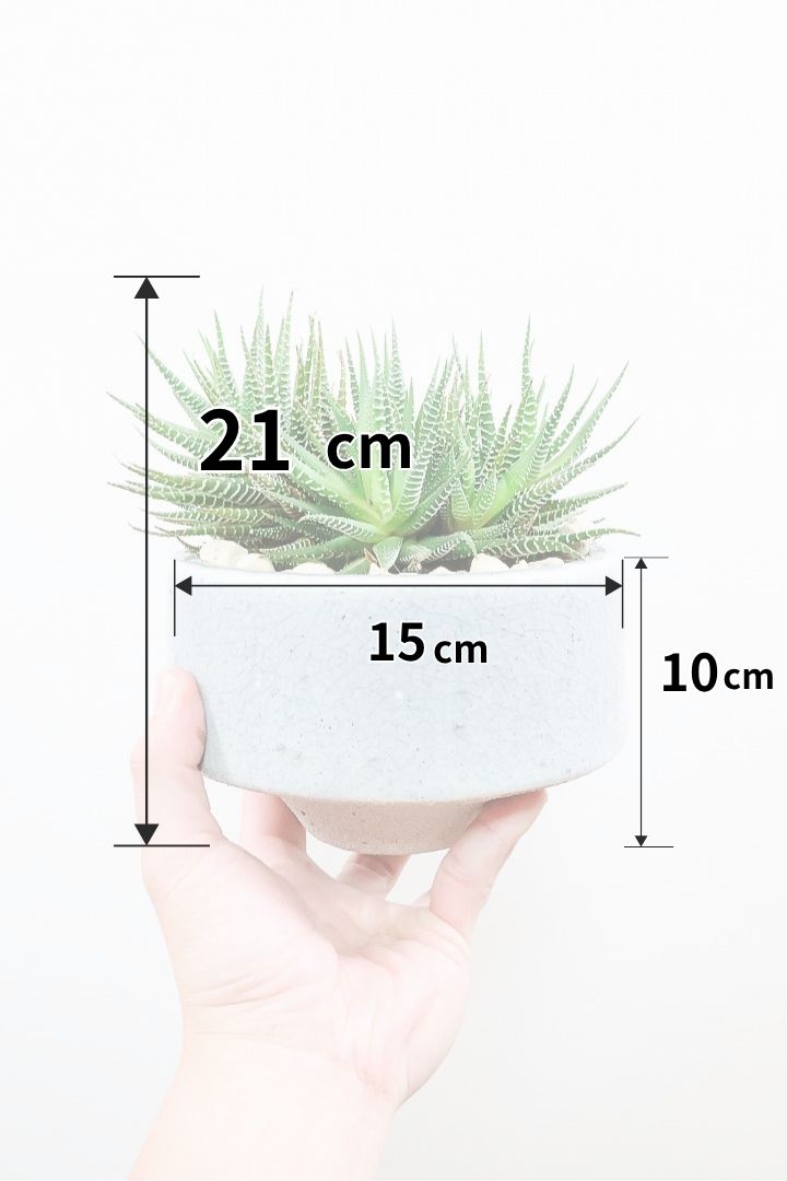 【ハオルチア 十二の巻】ゼブラカラーの美しい葉草姿もバランスが良いのでおススメです！