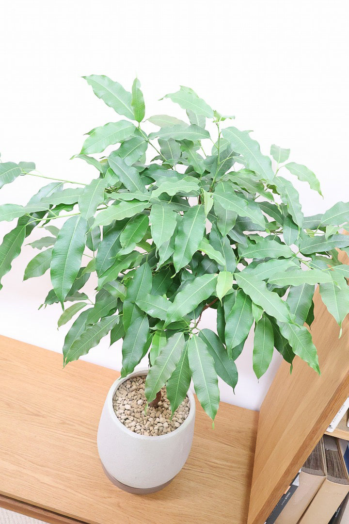 【フィカス ストリクタ】ちょうどいいサイズ！ストリクタは滅多に入荷しませんのでお探しの方は是非ともご検討ください！