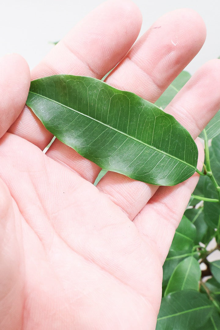 【フィカス ストリクタ】ちょうどいいサイズ！ストリクタは滅多に入荷しませんのでお探しの方は是非ともご検討ください！