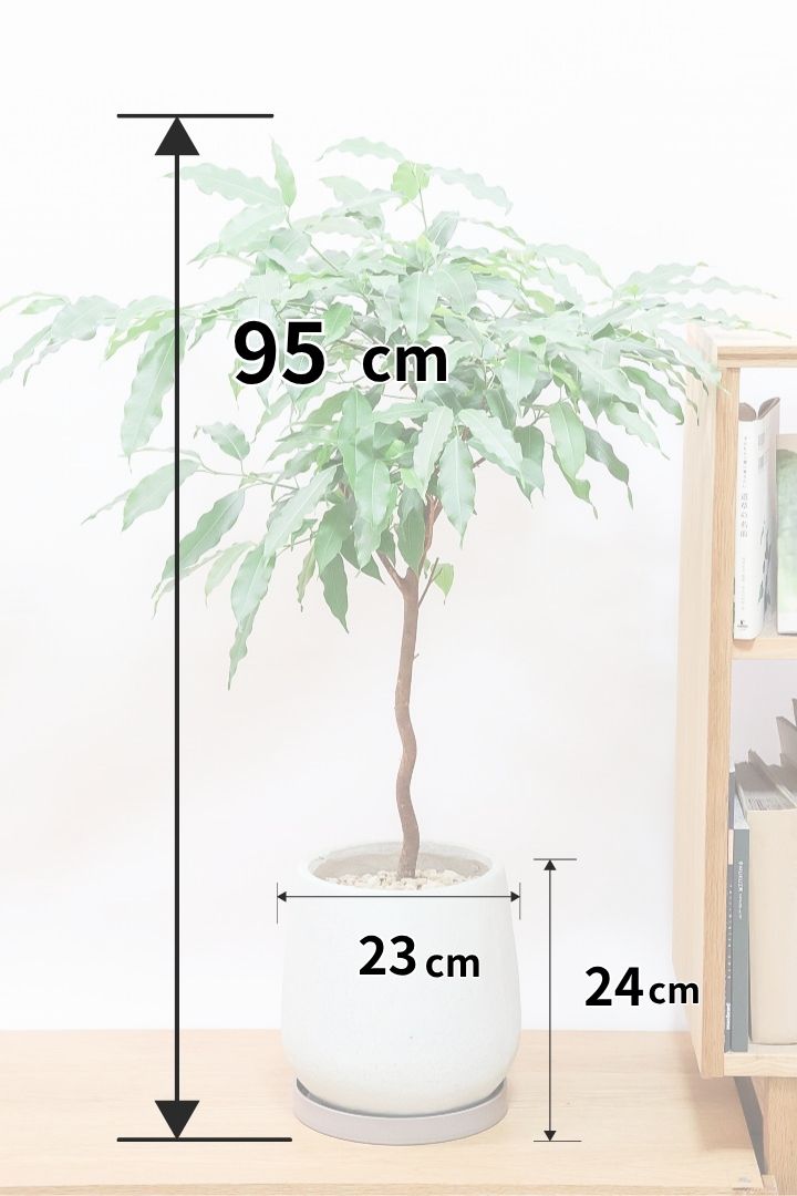 【フィカス ストリクタ】ちょうどいいサイズ！ストリクタは滅多に入荷しませんのでお探しの方は是非ともご検討ください！