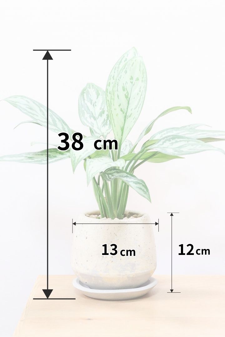 アグラオネマ アグラオネマ 3.5寸 観葉植物 耐陰性植物 YouTube オニ