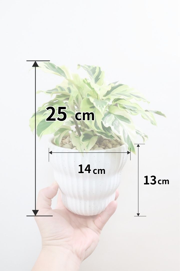 【カラテア タイビューティ】イエロー＆グリーンの葉色がとても美しい観葉植物！今回のは過去一で綺麗！