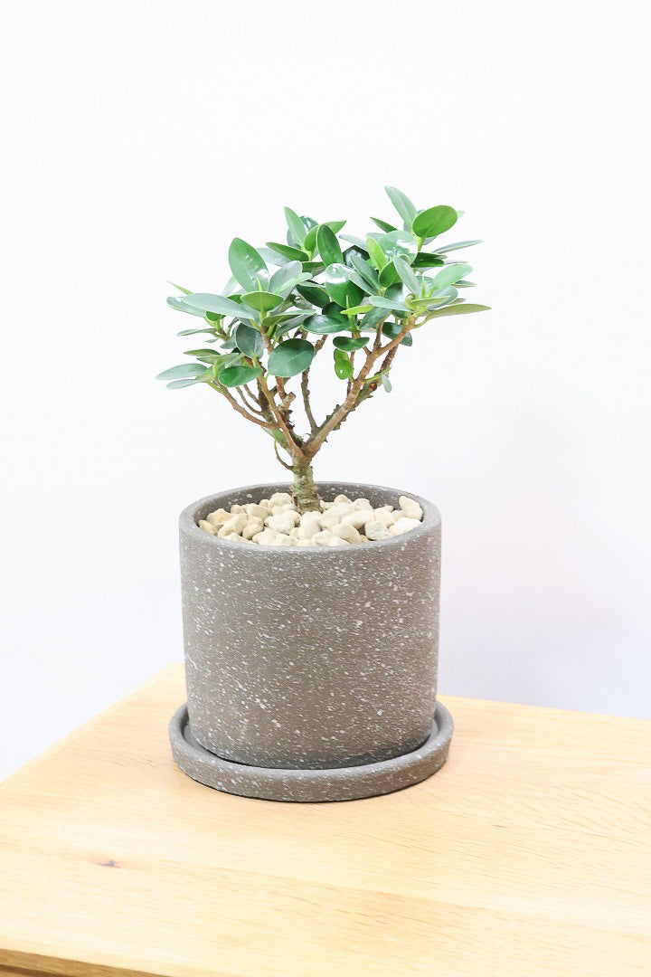 コパンダガジュマル　フィカス　植物　盆栽　インテリア パンダガジュマル 盆栽仕立て
