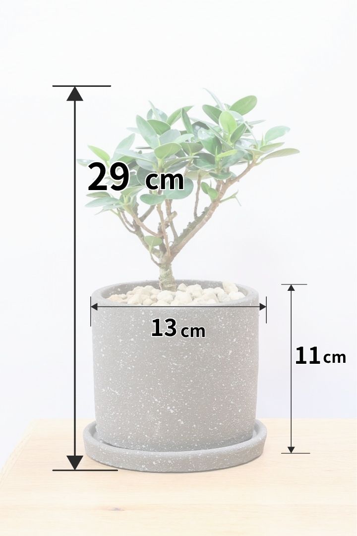 パンダガジュマルCO59917B| 観葉植物の通信販売 | APEGO(アペーゴ)